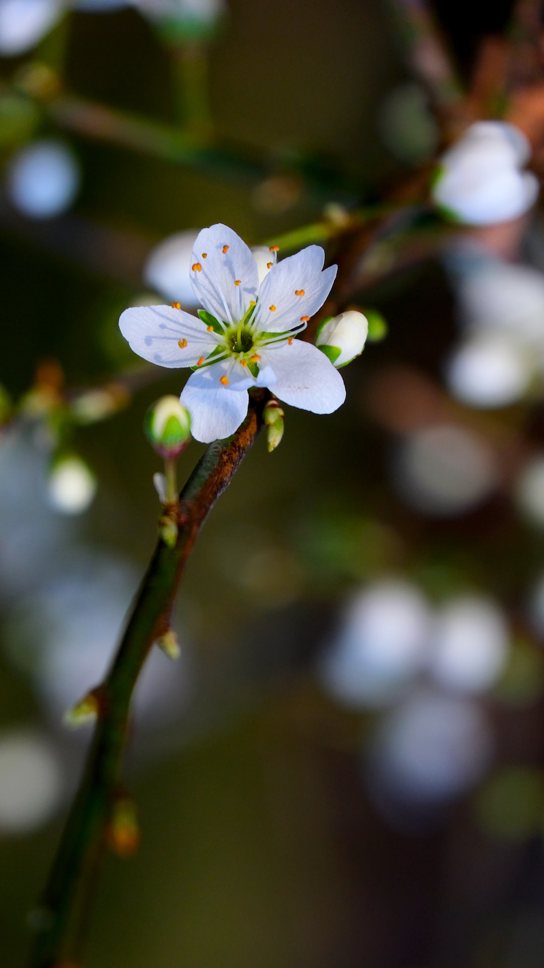 cute-flower