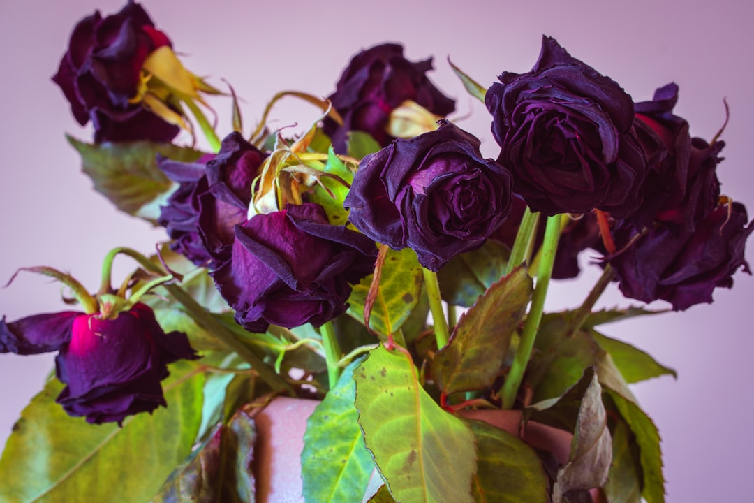 a vase filled with purple roses on top of a table