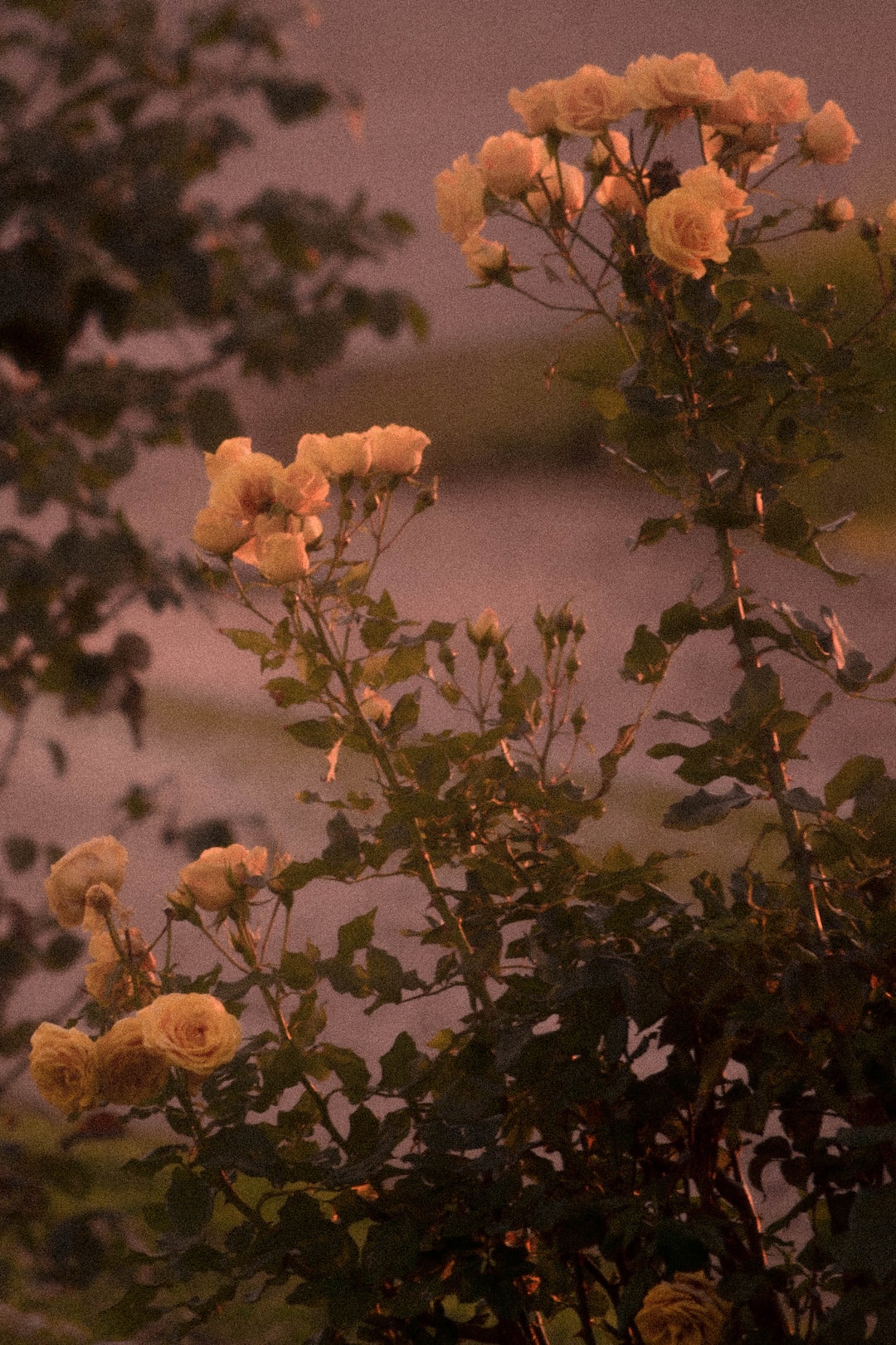 yellow flowers with green leaves