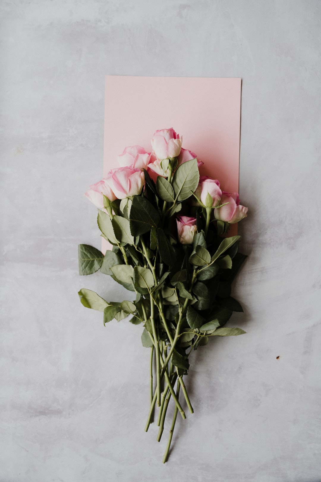 pink roses on white wall