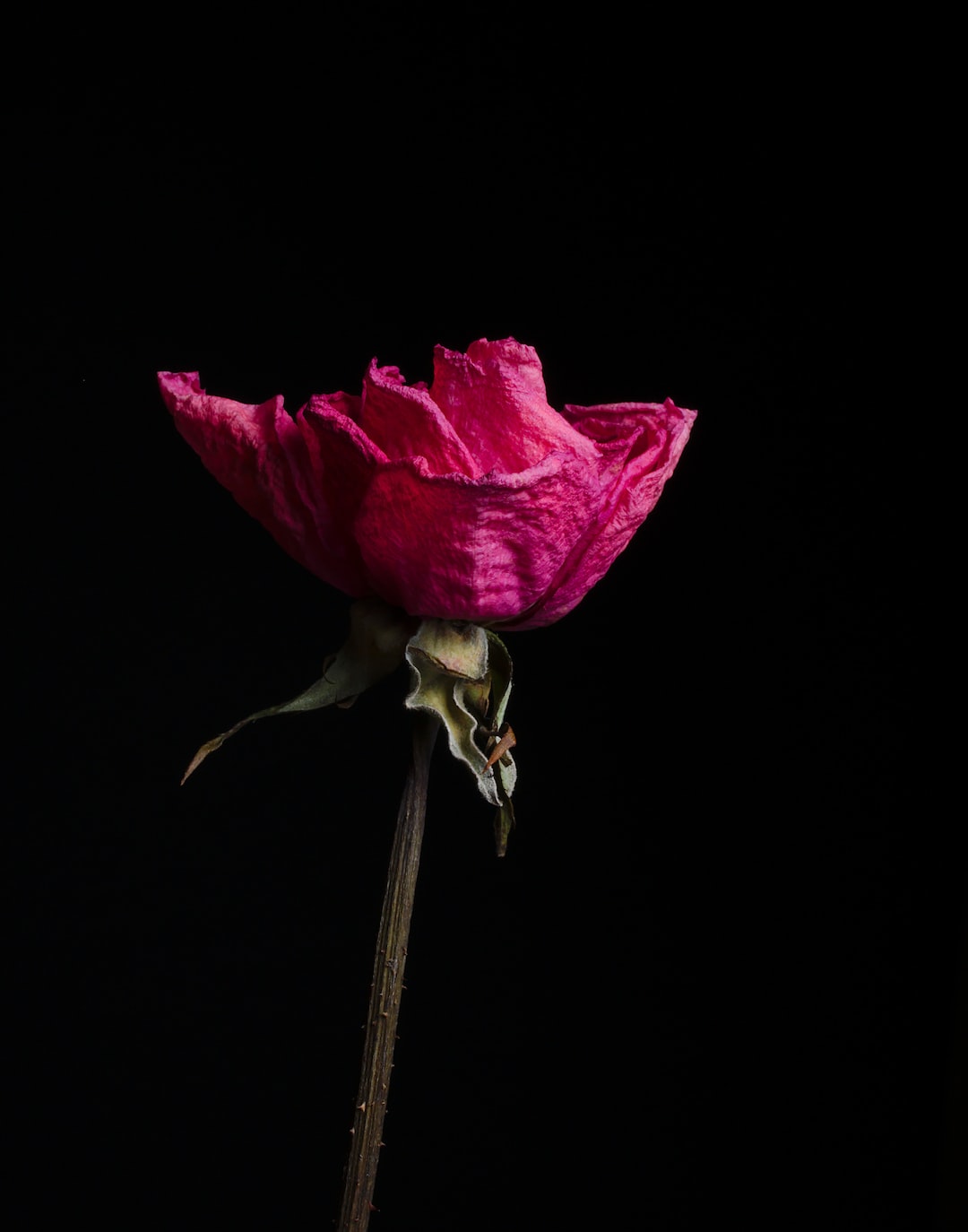 purple petaled flower