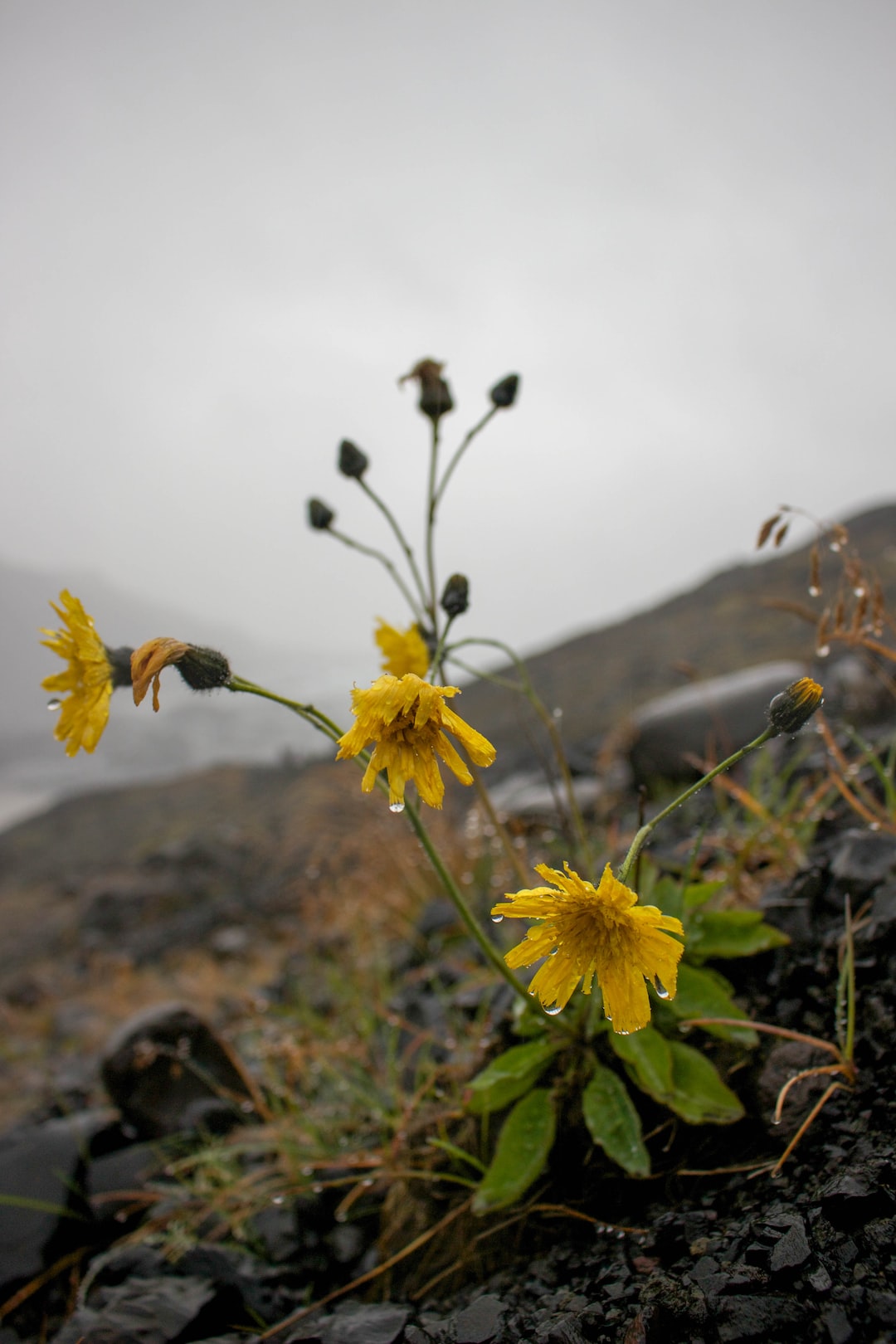 yellow-petaled flowers