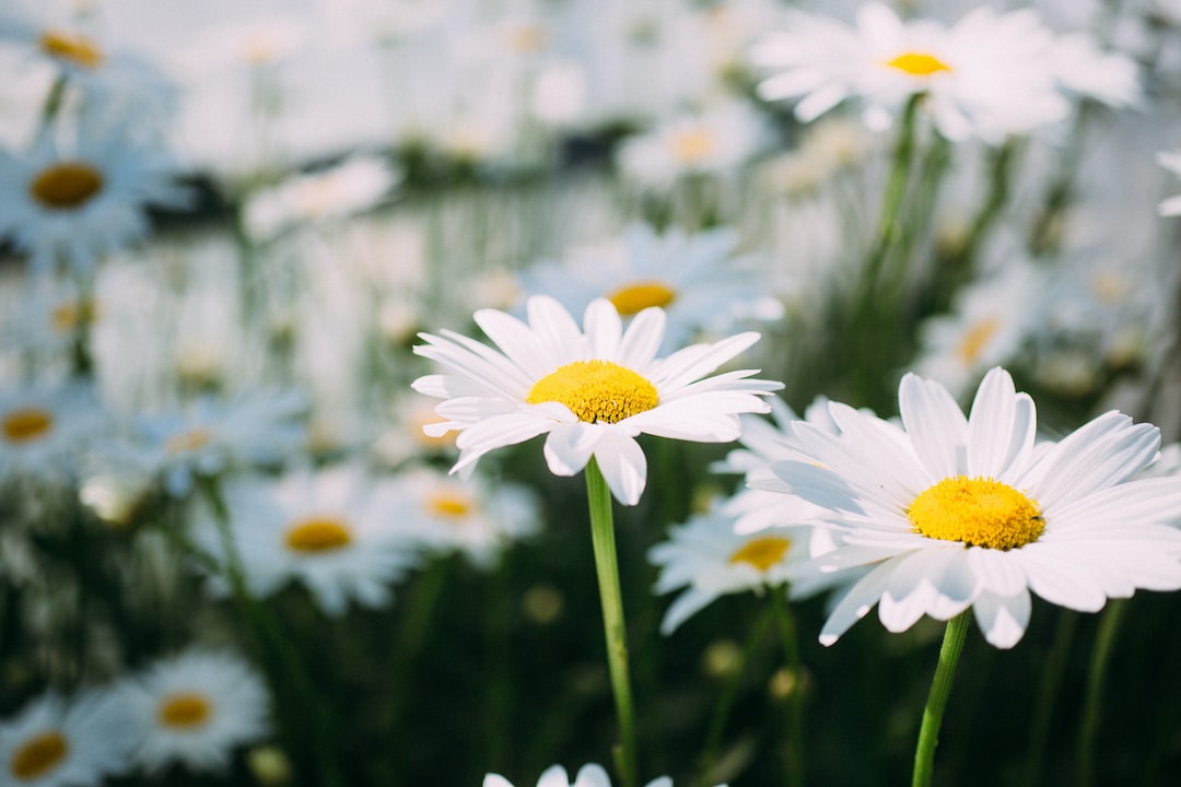 bed of white daisy flowers