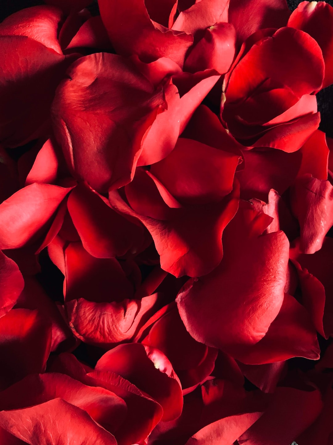 red rose in close up photography