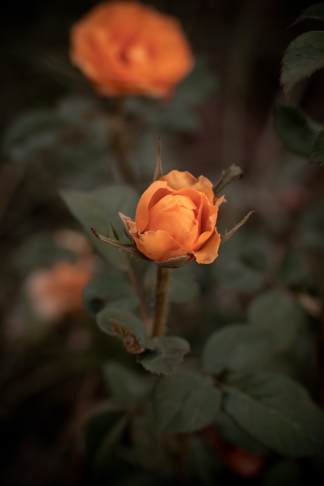 orange flower in tilt shift lens