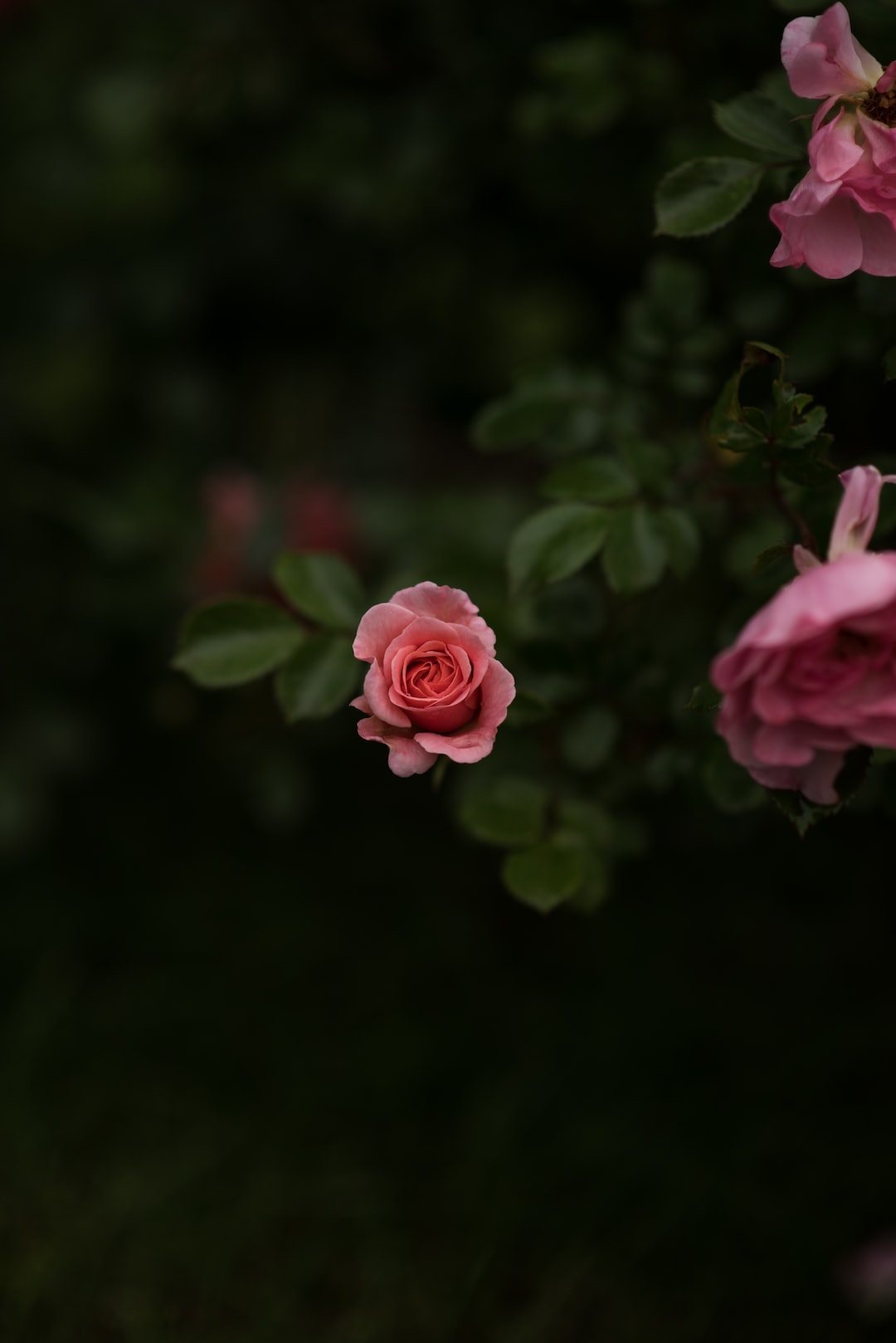 rose-bush