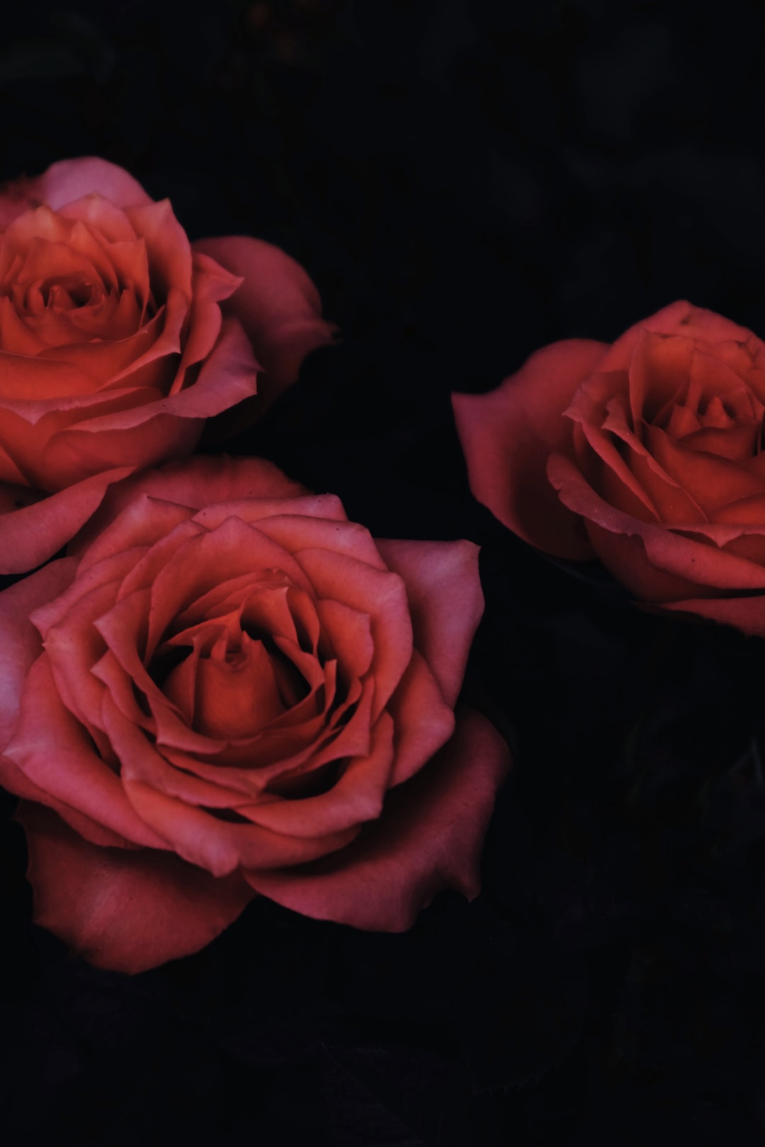 chiaroscuro photography of three red roses