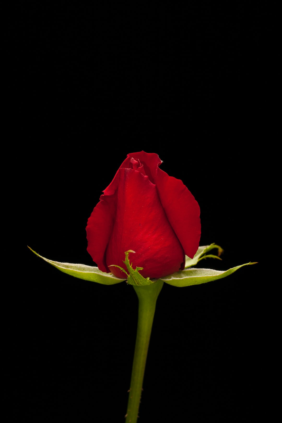 red rose in black background