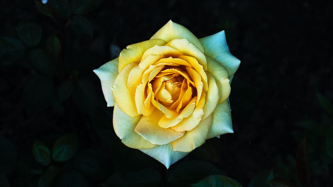 macro photography of yellow petaled flower