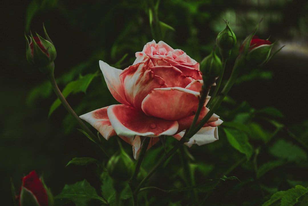 pink flower in bloom