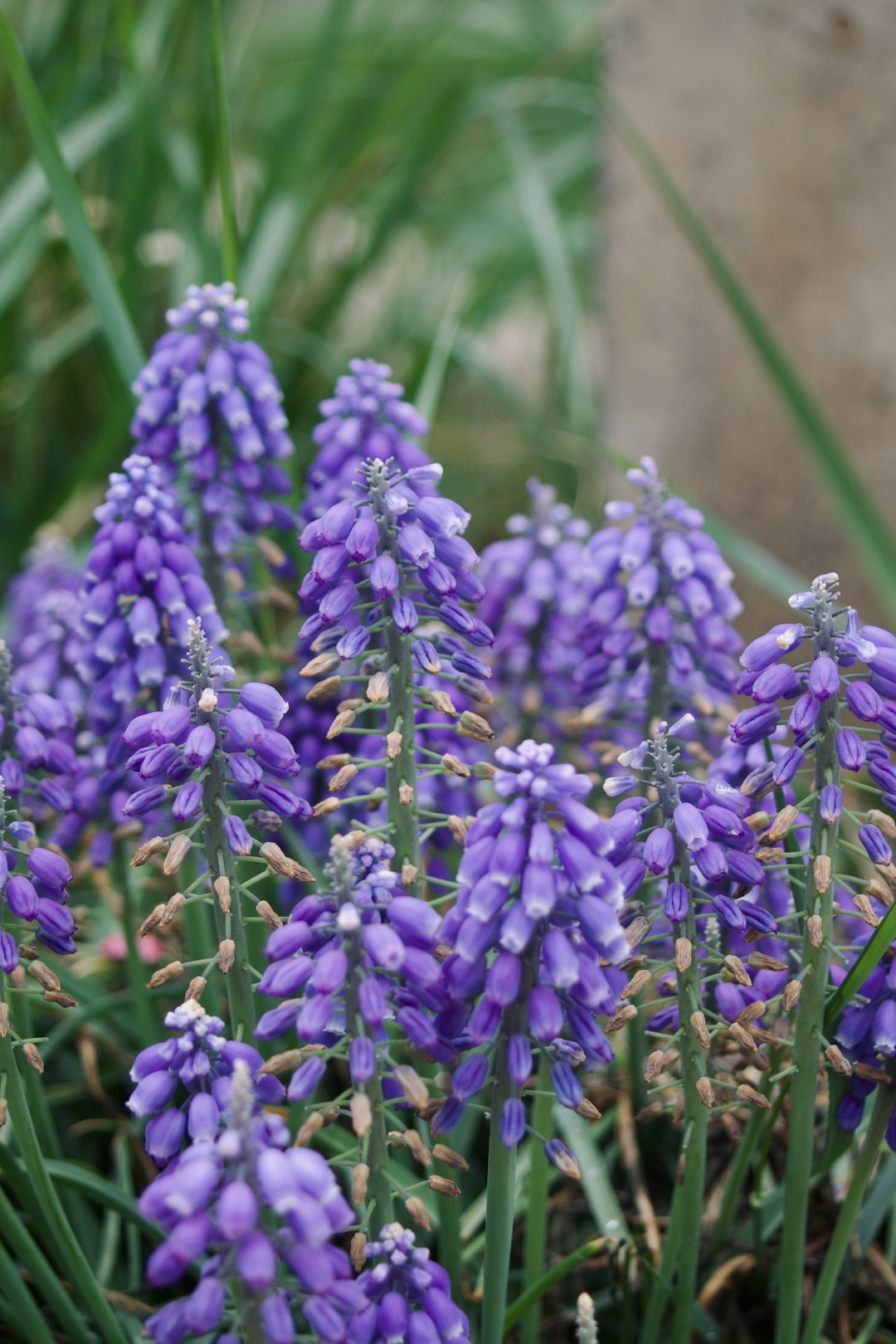 a bunch of purple flowers that are in the grass