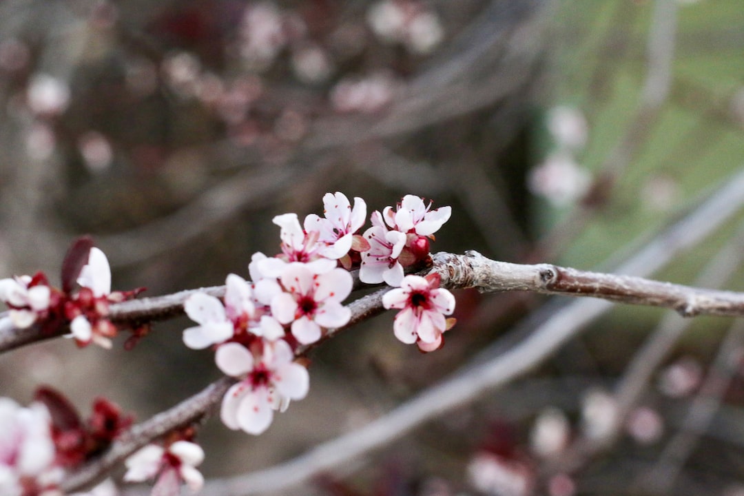 a close up of some flowers