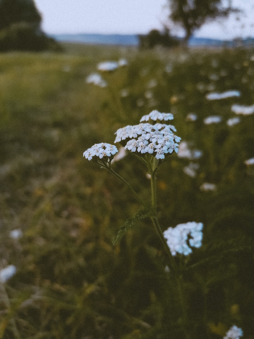 blue flowers in tilt shift lens