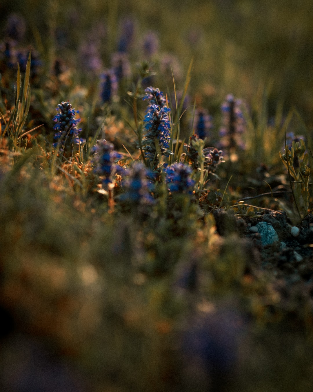 blue flowers in tilt shift lens