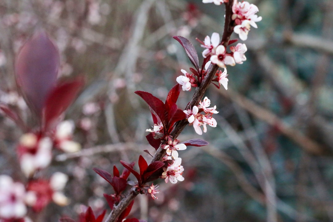 a close up of a tree branch with pink flowers