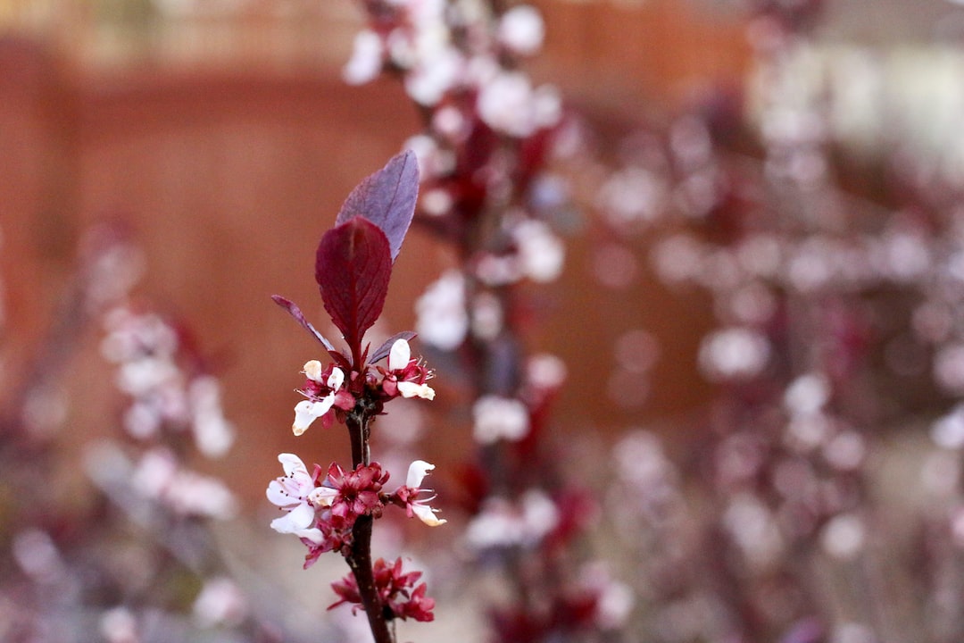 a close up of a flower