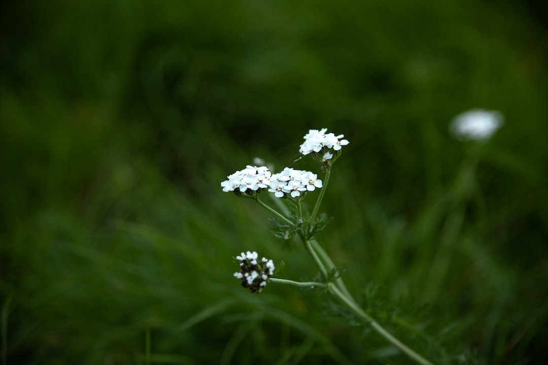 a close up of some white flowers in a field