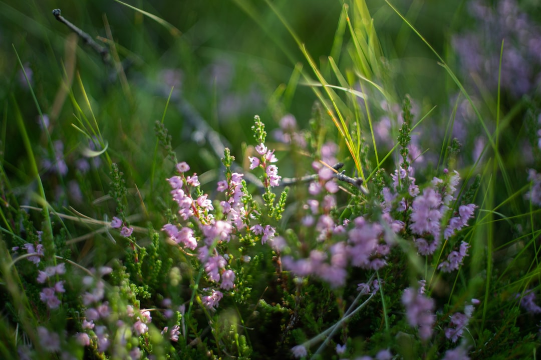 a close up of purple flowers