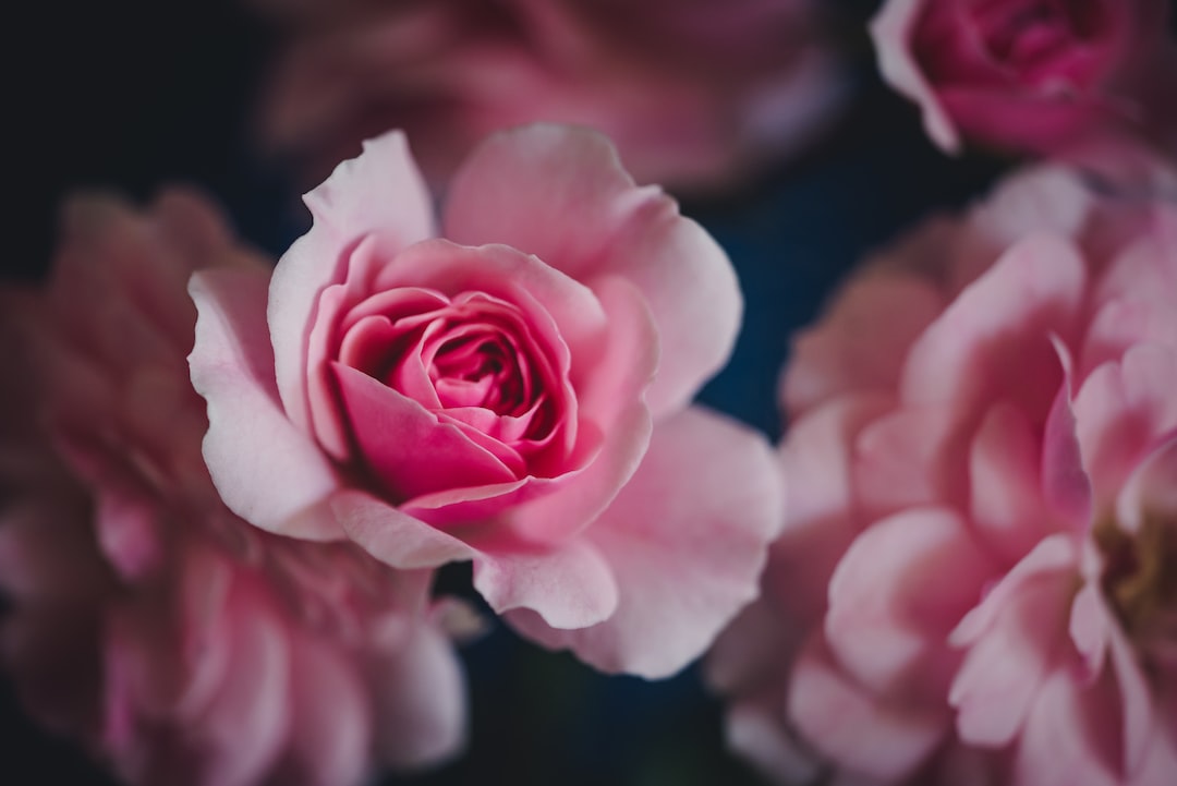 shallow focus photography of pink flowers