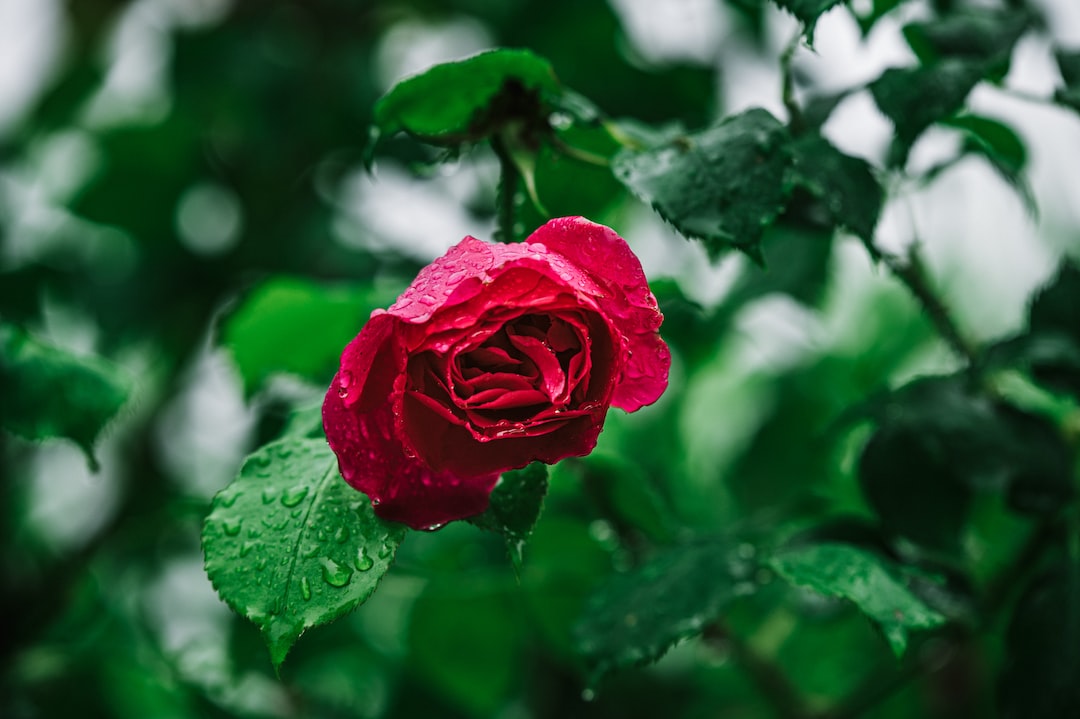 red rose in bloom during daytime