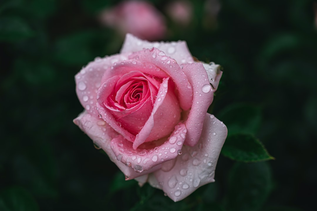 pink rose with water droplets