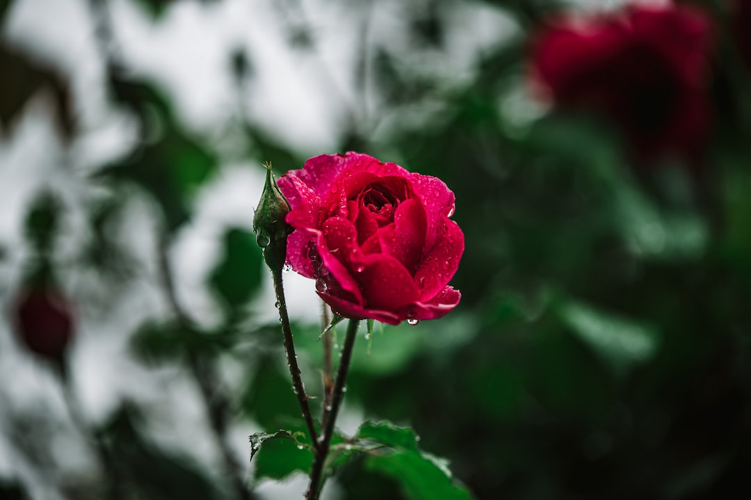 pink rose in bloom during daytime