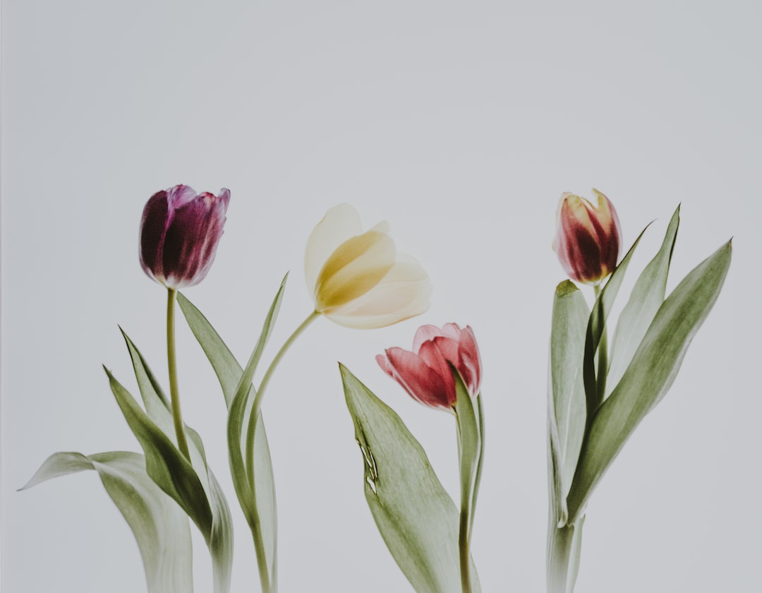 white-flowers