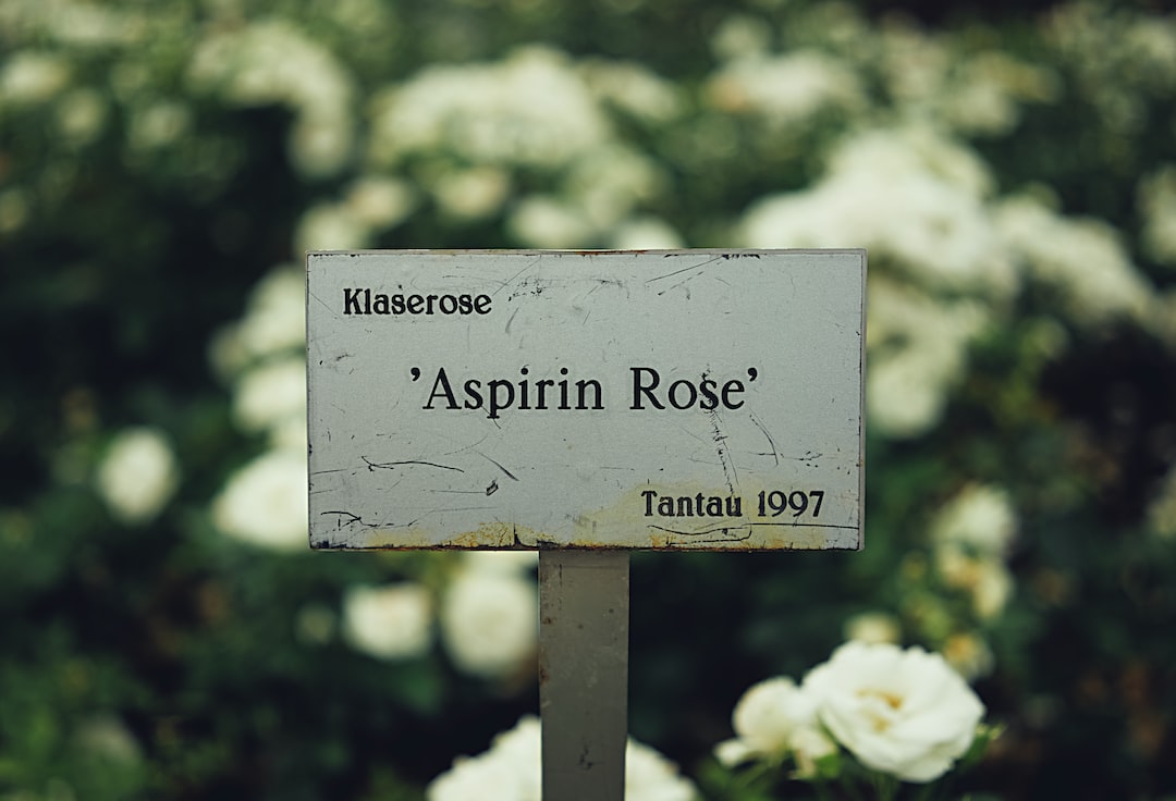 selective focus photography of Klaserose Aspiring Rose Tantau 1997 signage