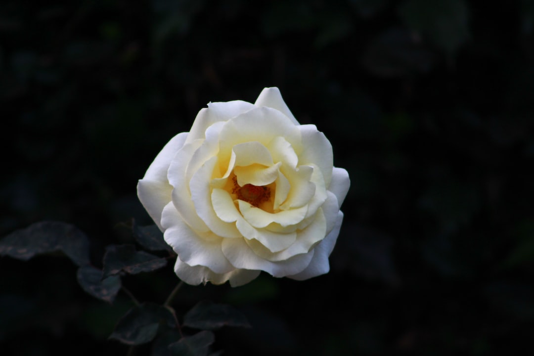 white petaled flower with blakc background