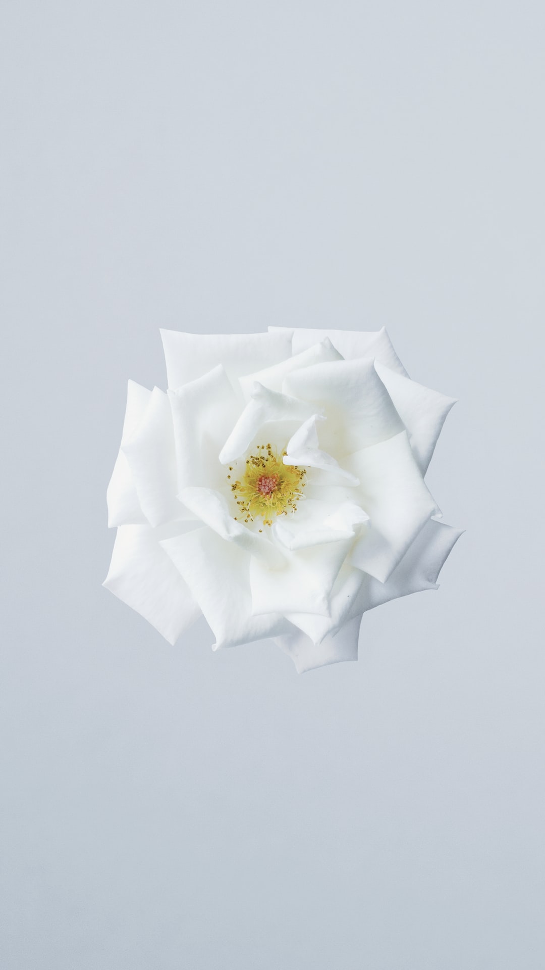 white flower