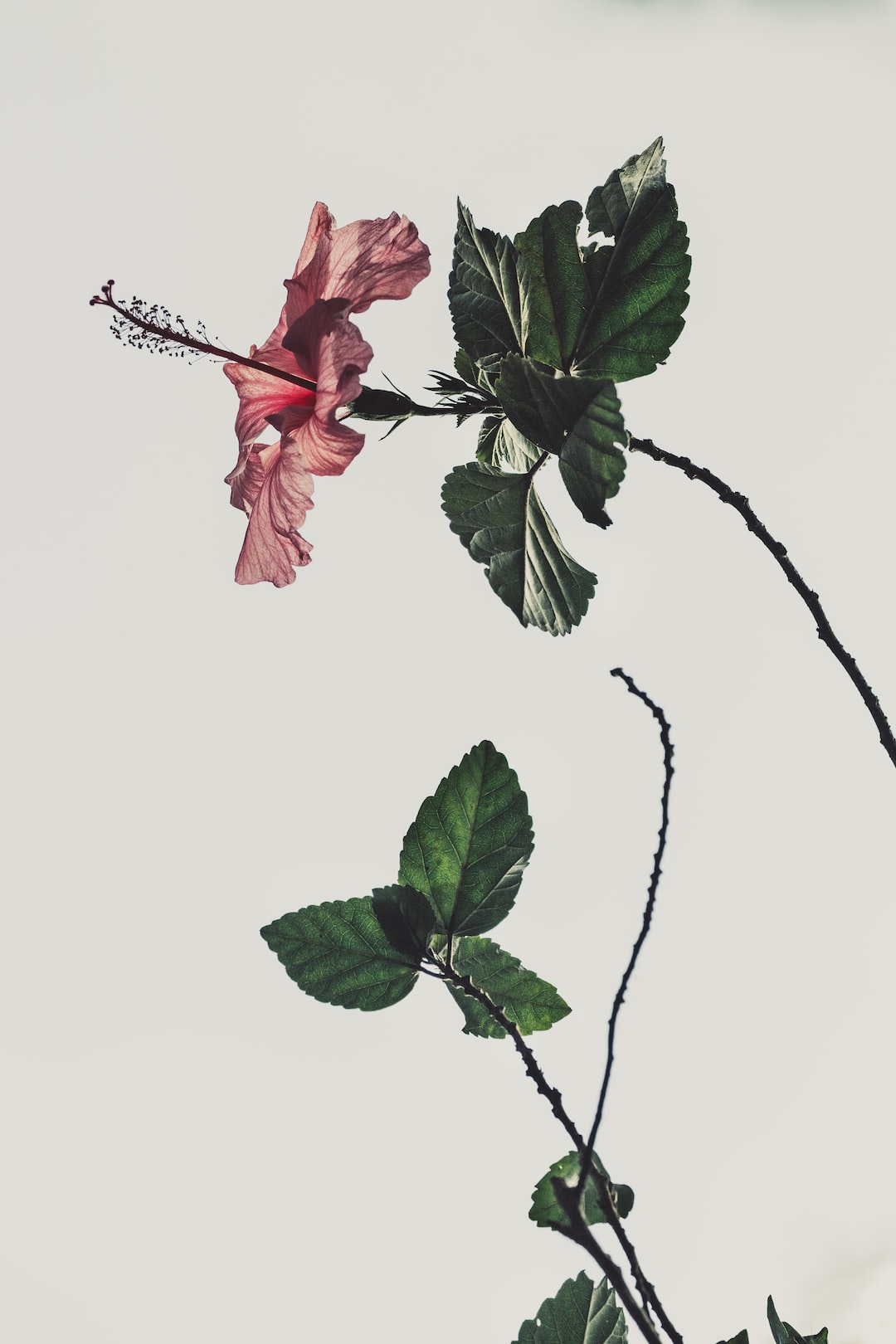 withered-rose